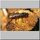 Braconidae sp - Brackwespe 04a 7mm.jpg